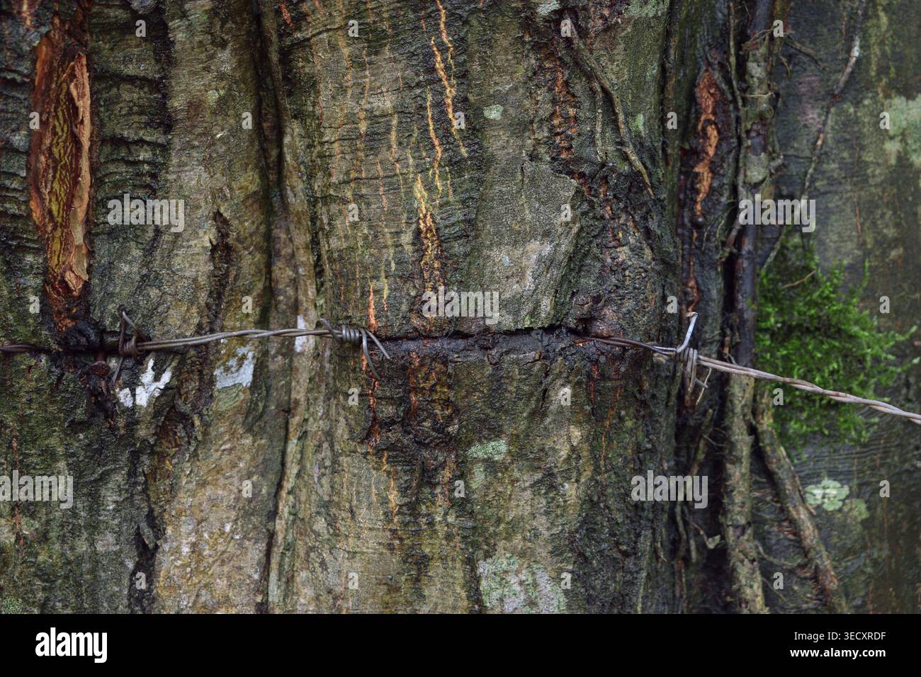 Recinzione di filo spinato che taglia la corteccia degli alberi come metafora per la lotta ambientale. Foto Stock