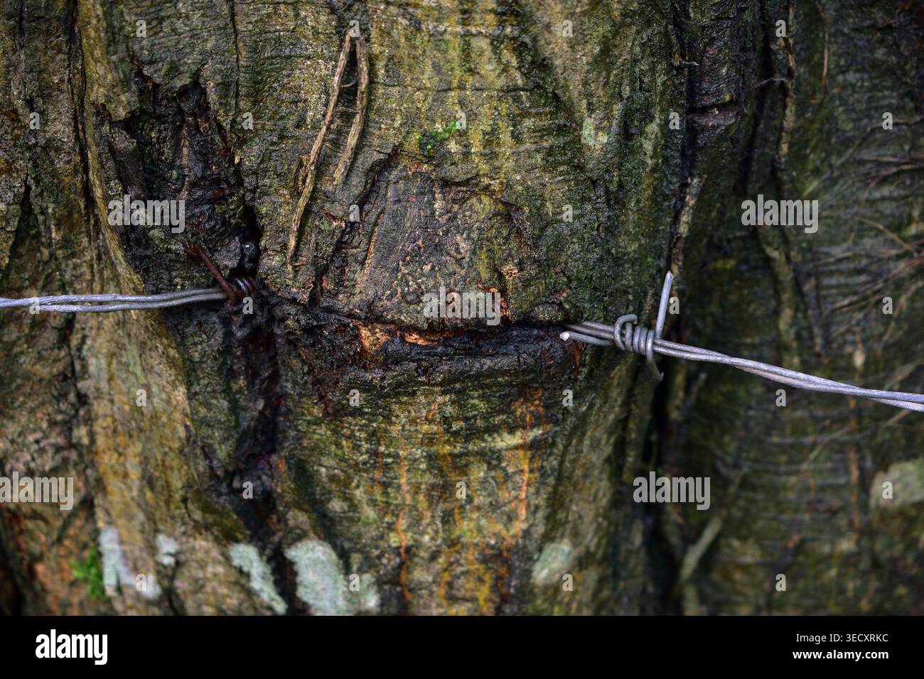 Concetto di faccia antropomorfica ad albero creato da recinzione a filo spinato. Foto Stock