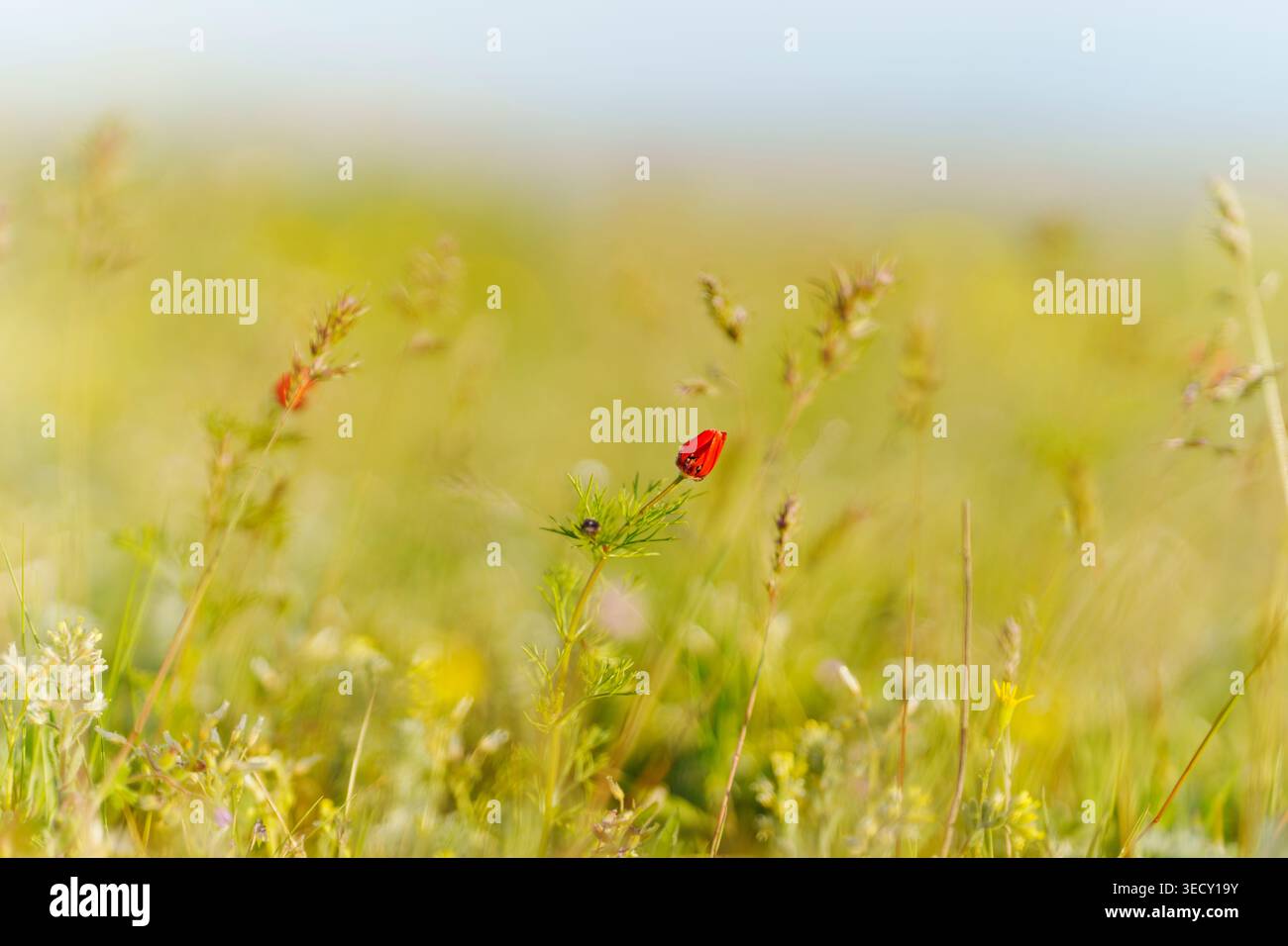 Fiori rossi brillanti sorgono sopra l'erba verde in un campo in una giornata di sole. La scena mostra un mix di fiori selvatici sotto un cielo azzurro. Api e farfalle Foto Stock