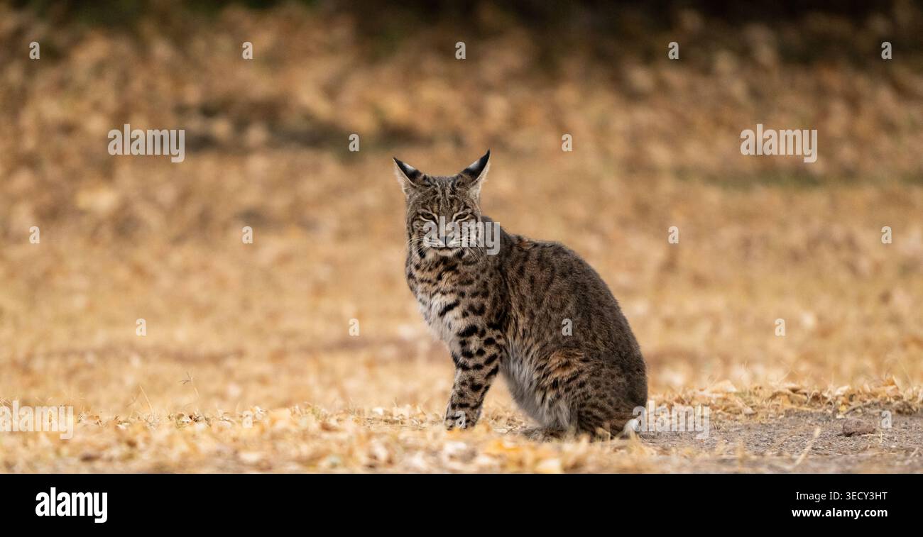 Bobcat paillettes con orecchie in campo a Big Bend Foto Stock