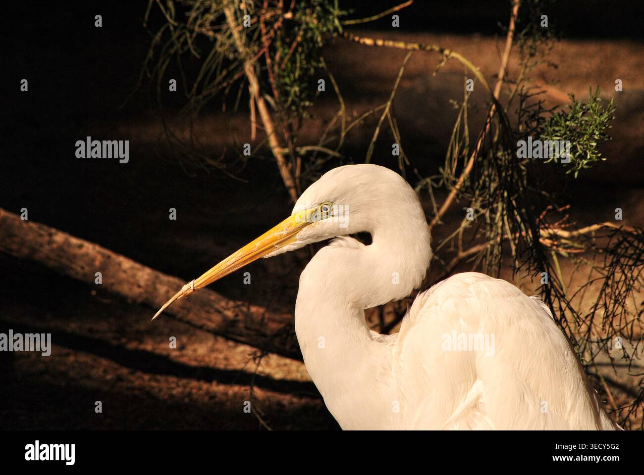 Airone cenerino alla luce del sole allo Living Desert Zoo di Palm Springs, California Foto Stock