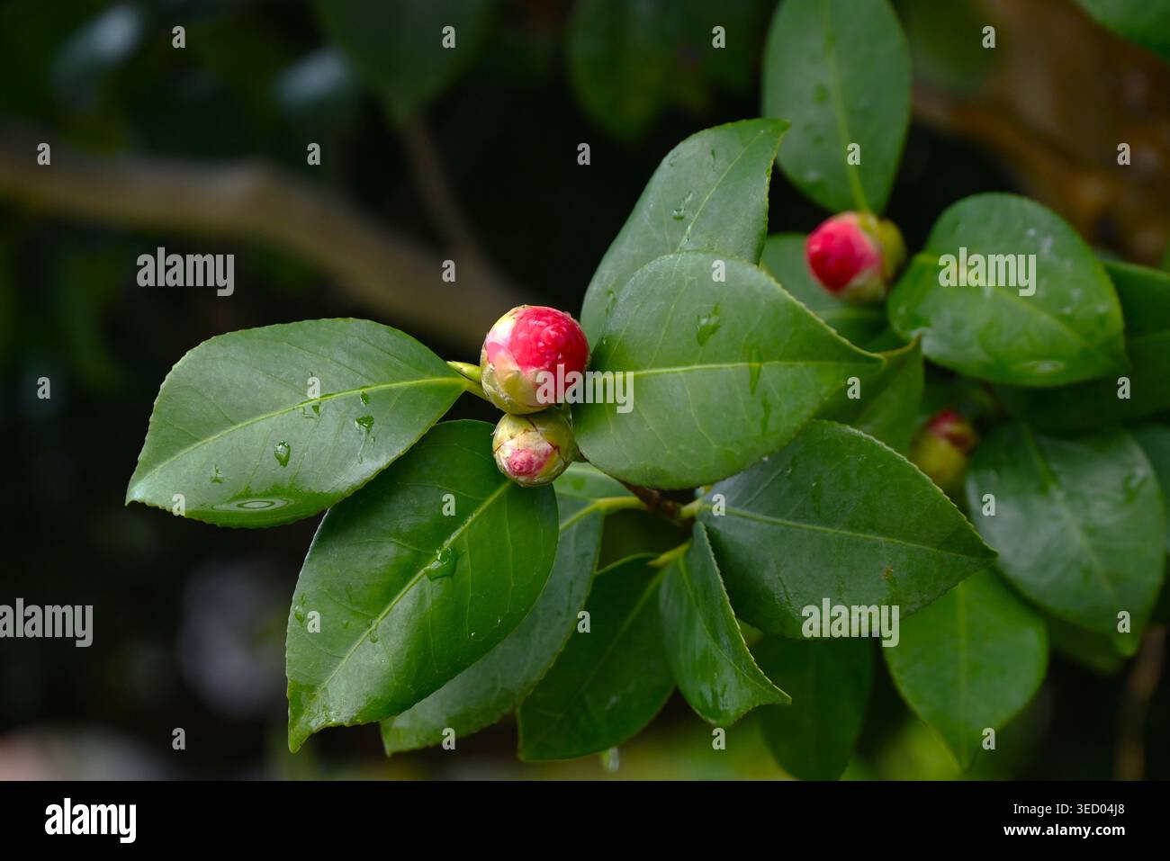 Fiori di camelia. Mentre la sasanqua camellia, sempre della famiglia Camellia, getta i suoi petali singolarmente, il fiore di camelia cade intatto. Foto Stock