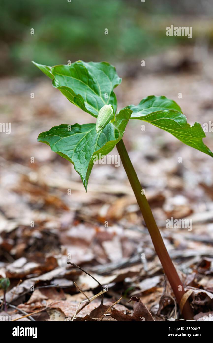 Una pianta rossa di Trillium, un effimero bosco primaverile noto per la sua distinta struttura a tre petali Foto Stock