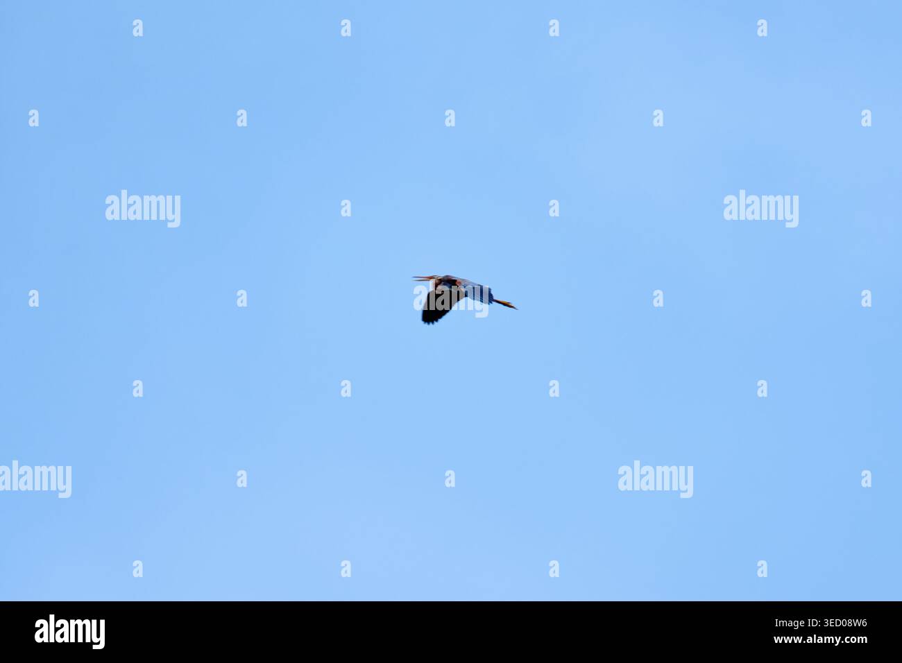 Heron che vola contro il cielo azzurro con il collo ricurvo A S e le gambe allungate. Foto di alta qualità Foto Stock