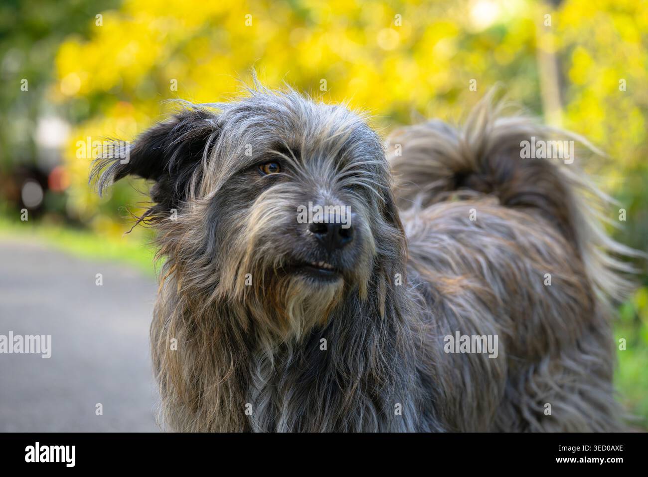 Un cane bruno e grigio spacciato all'aperto con luce solare soffusa e sfondo autunnale Foto Stock