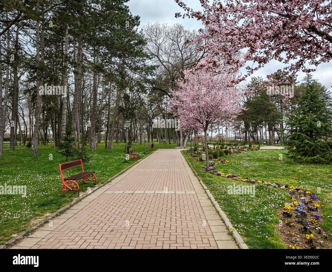 Percorso primaverile tra le panchine degli alberi in fiore Foto Stock
