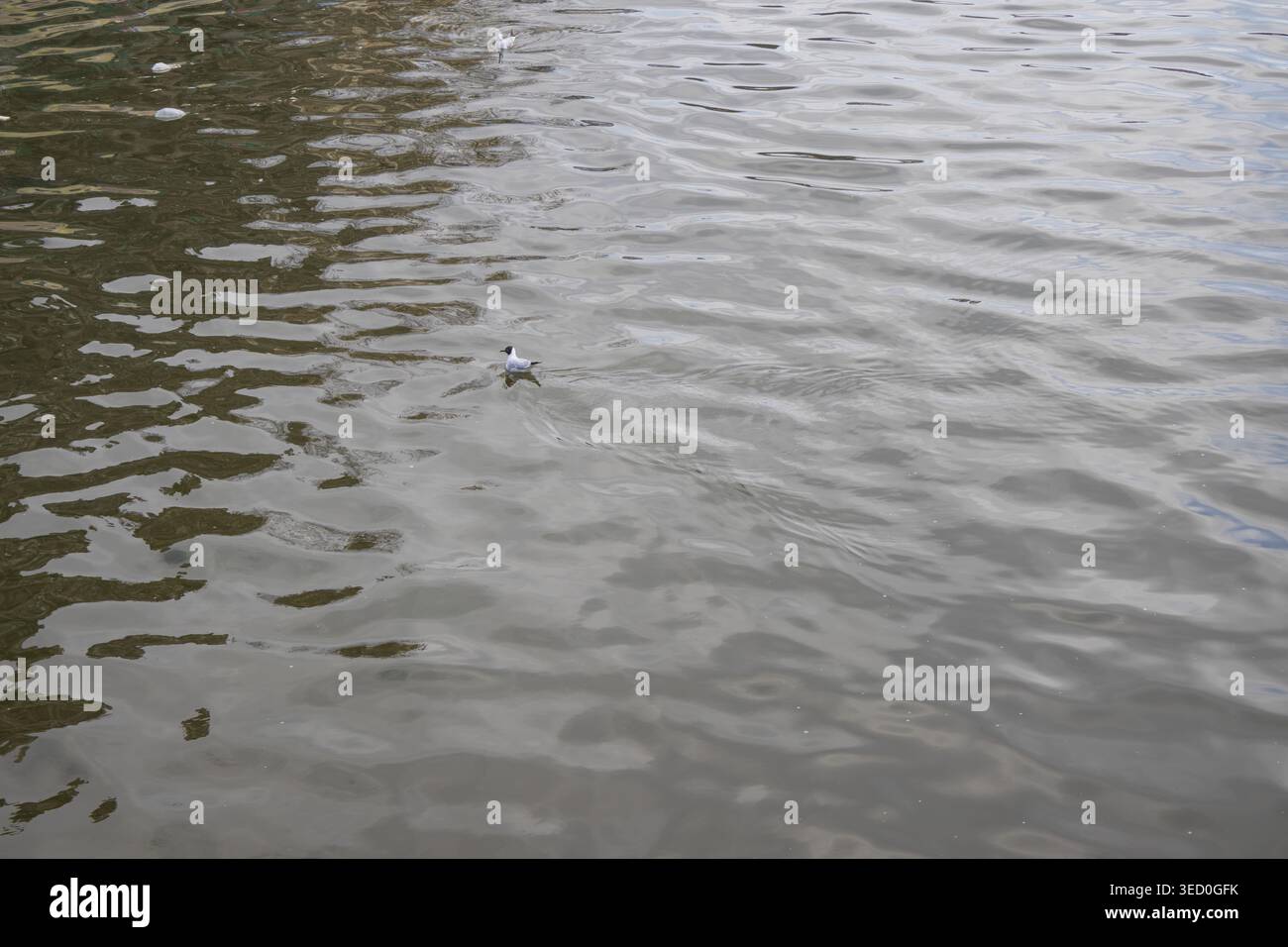Gabbiano dalla testa nera che nuota sulla superficie increspata di un fiume a Bucarest. Foto Stock
