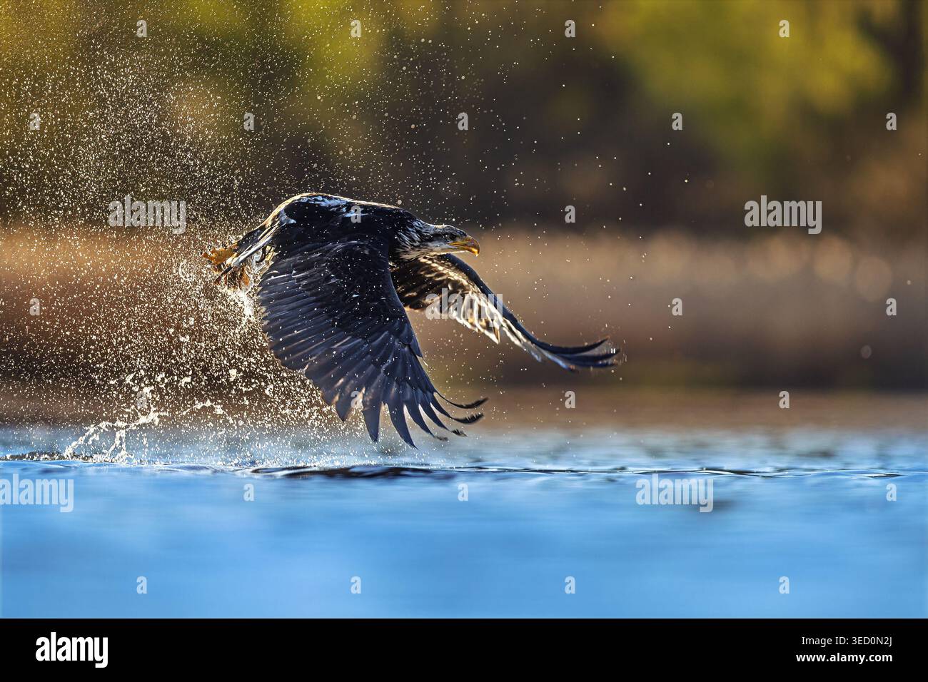 Una giovane aquila calva, Haliaeetus leucocephalus, esplode dall'acqua in un drammatico spruzzo di goccioline. Foto Stock
