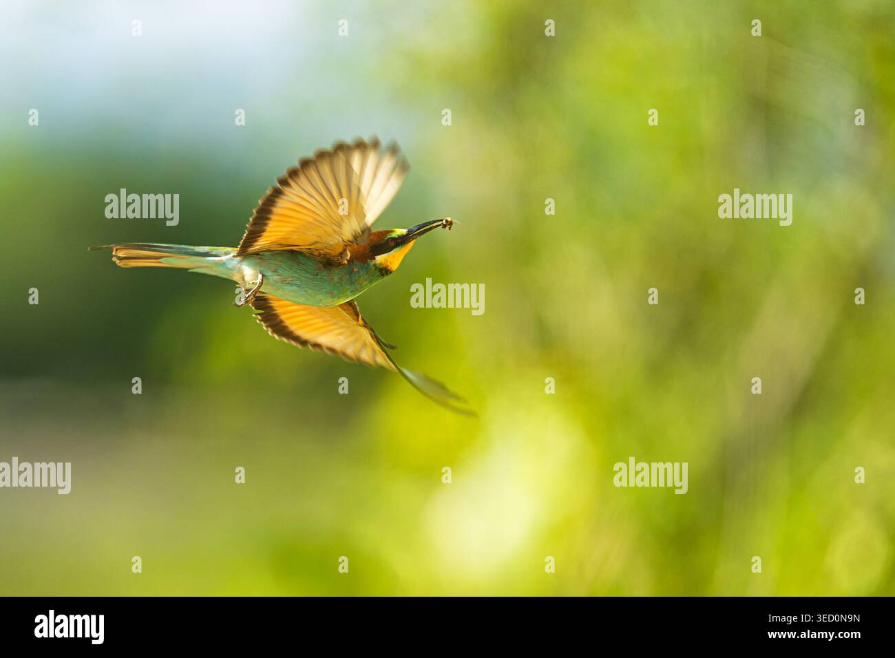 Un apicoltore europeo, Merops apiaster, vola con le ali brillanti mentre trasporta prede di insetti. Foto Stock