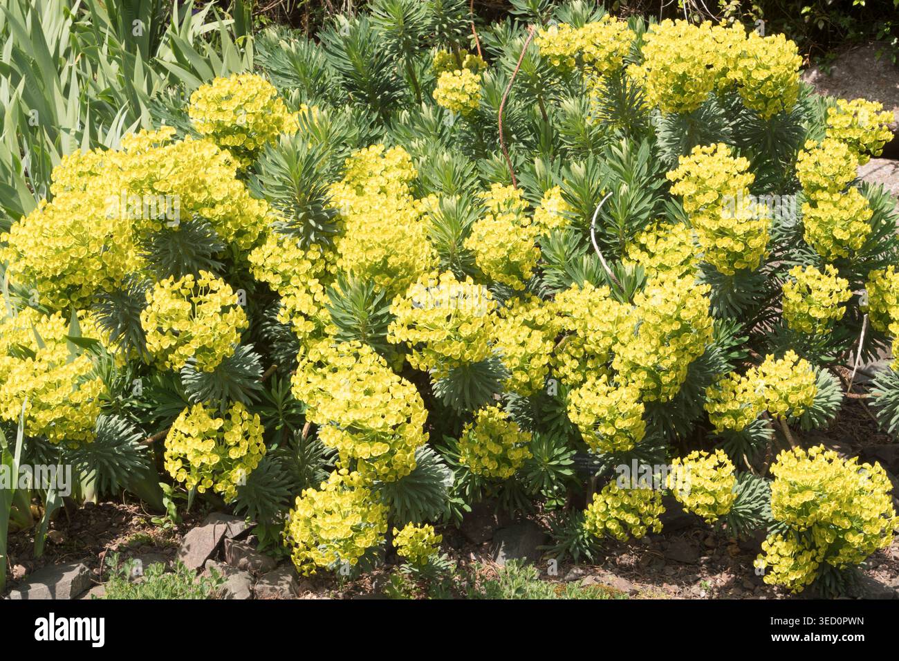 Euphorbia Characias mediterranea nel Giardino Botanico di Edimburgo Foto Stock