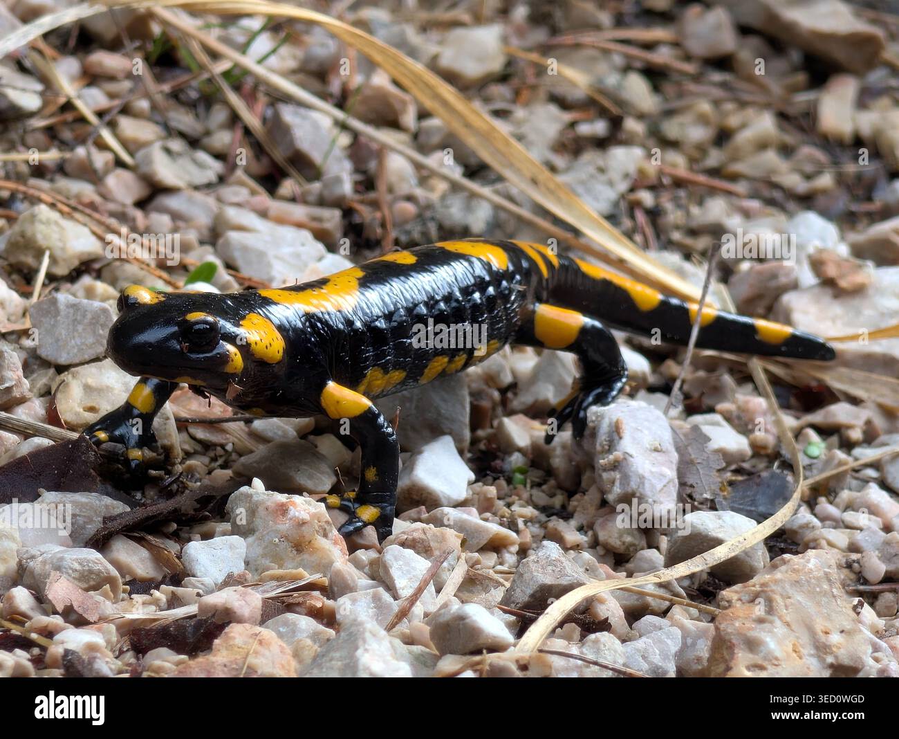 Salamandra, Salamandra salamandra, su terreno sassoso, primo piano di un anfibio macchiato nero e giallo originario dell'Europa Foto Stock