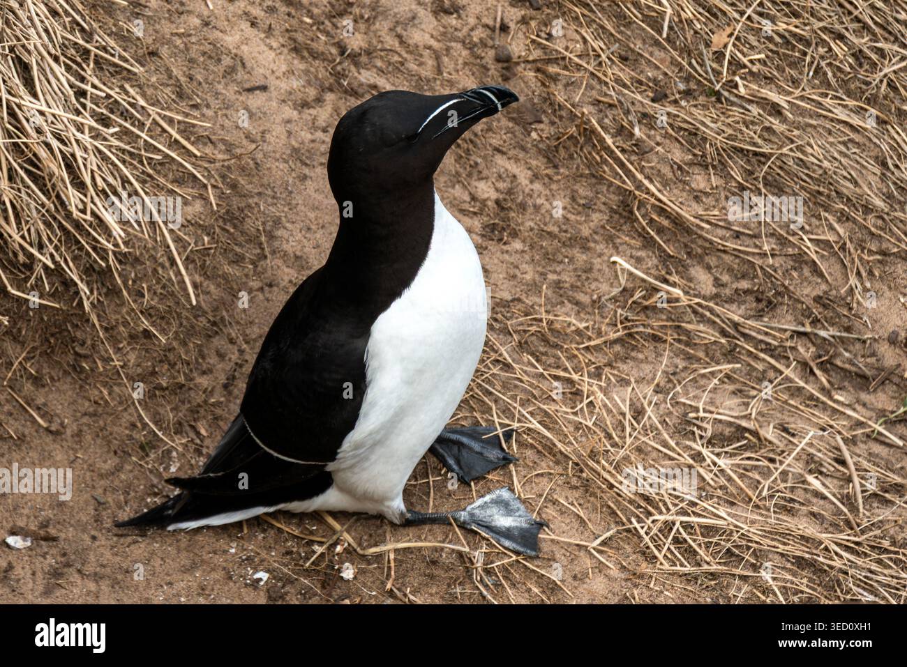 Ritratto ravvicinato di un uccello marino di Razorbill (Alca torda) con il suo caratteristico becco spesso e rivestito di bianco, durante la stagione riproduttiva estiva Foto Stock