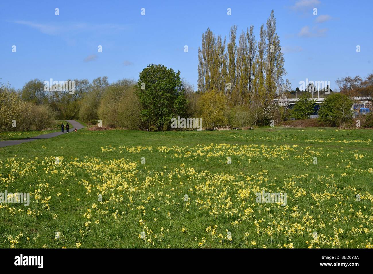 I Cowslips in un prato urbano, con gli escursionisti su un sentiero e i pioppi sullo sfondo Foto Stock