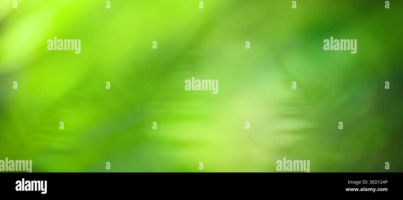 Sfondo estivo con piante verdi sfocate e naturali con spazio di copia per il testo. Foto Stock