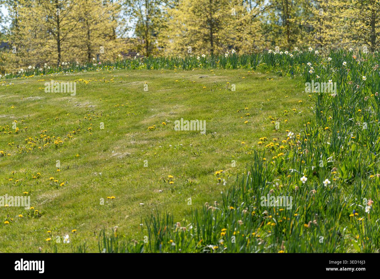 Collina ricoperta di erba punteggiata da fiori selvatici. Gli alberi allineano lo sfondo con foglie di primavera fresche. La luce solare delicata inonda la scena di calore. Ideale Foto Stock
