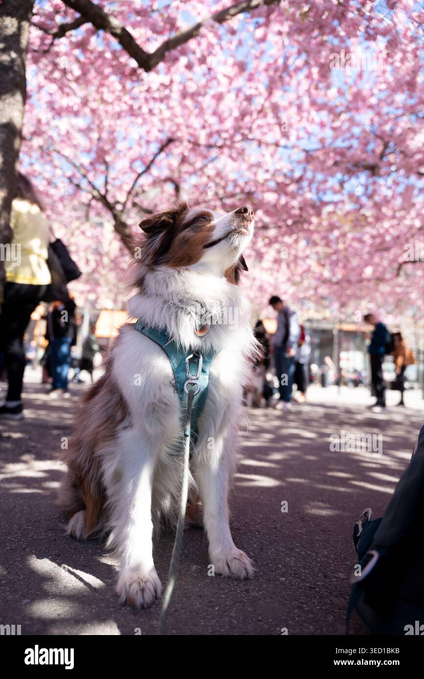Mini cane australiano che si gode una giornata di primavera soleggiata, seduto in un parco sotto fiori di ciliegio rosa fiorito Foto Stock