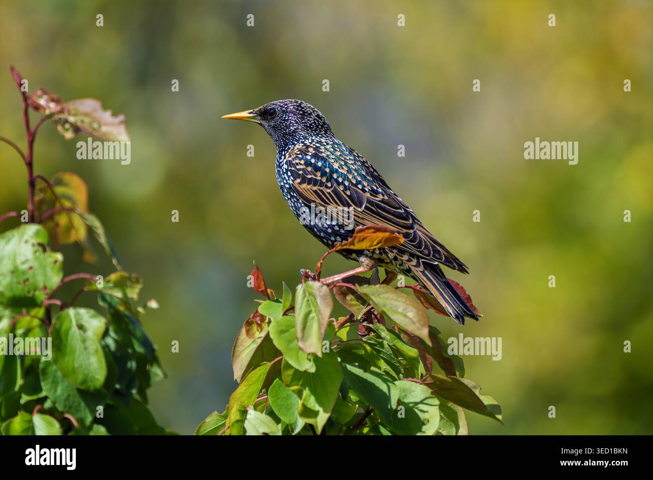 Vibrante stella con piume scintillanti che sorvegliano le tettoie lontane in un tranquillo giardino Foto Stock