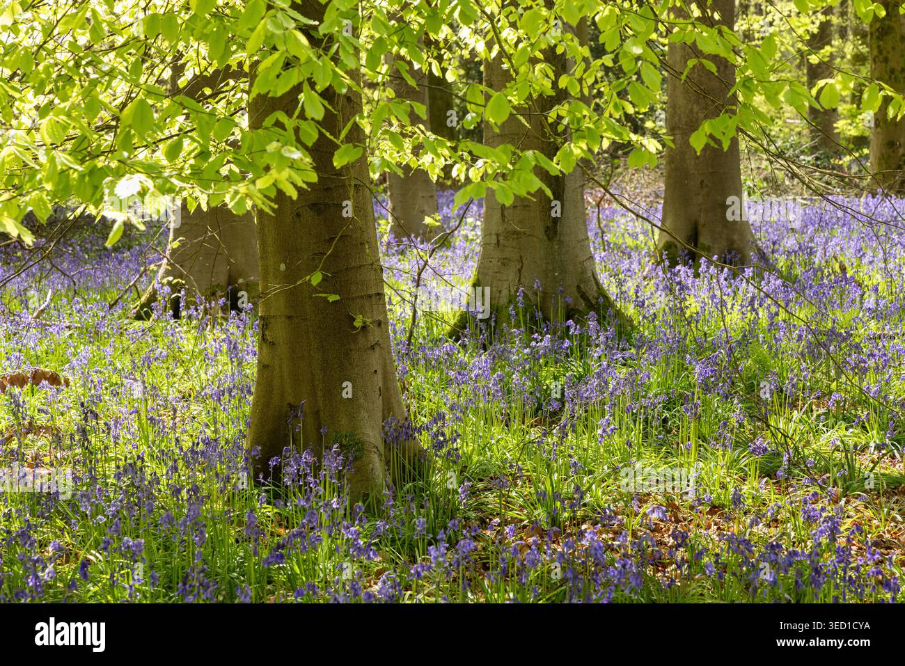 West Woods a Marlborough in primavera, quando masse di campanelli tappezzano il fondo della foresta attraverso il bosco di bluebell, Wiltshire, Regno Unito Foto Stock