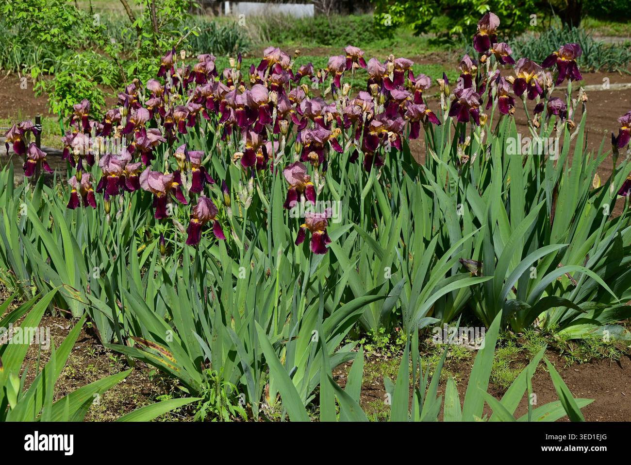Iris tedesco ( Iris germanica ) fiori. Si tratta di varietà migliorate di Iris con un'ampia gamma di colori, da cui il nome ' Arcobaleno Flower' . Foto Stock