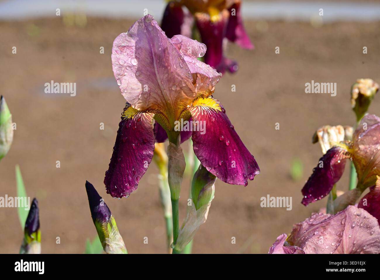 Iris tedesco ( Iris germanica ) fiori. Si tratta di varietà migliorate di Iris con un'ampia gamma di colori, da cui il nome ' Arcobaleno Flower' . Foto Stock