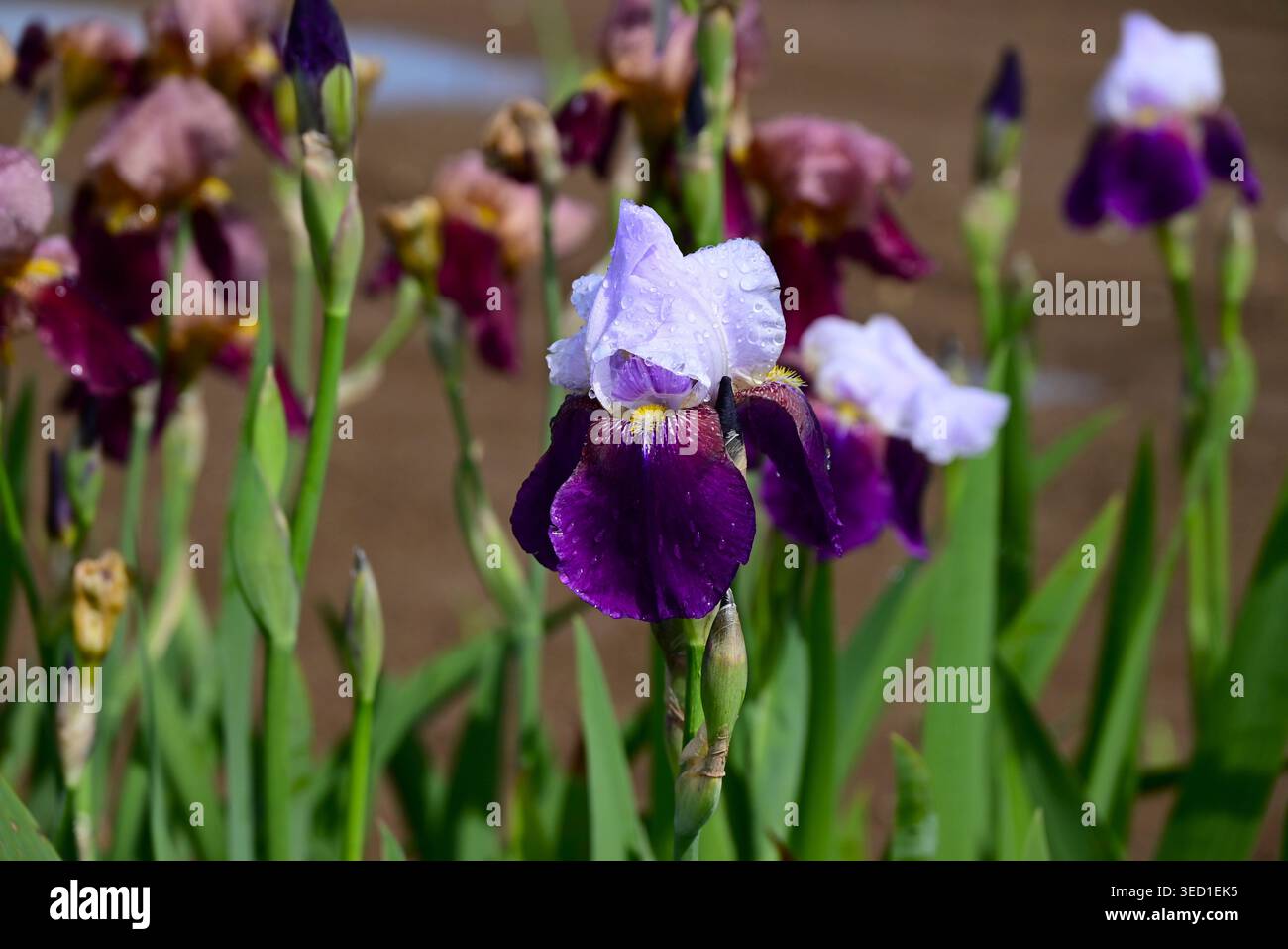 Iris tedesco ( Iris germanica ) fiori. Si tratta di varietà migliorate di Iris con un'ampia gamma di colori, da cui il nome ' Arcobaleno Flower' . Foto Stock