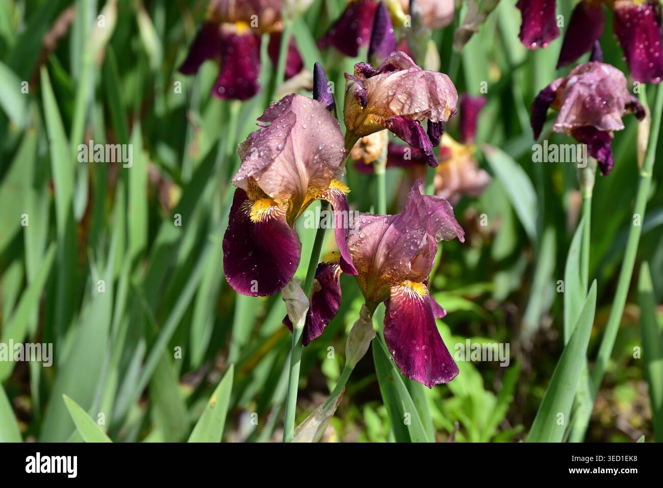Iris tedesco ( Iris germanica ) fiori. Si tratta di varietà migliorate di Iris con un'ampia gamma di colori, da cui il nome ' Arcobaleno Flower' . Foto Stock
