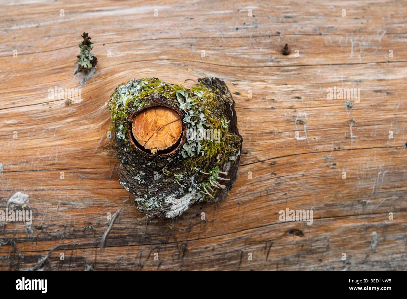 Una vista ravvicinata rivela un nodo d'albero adornato da muschio verde e delicati licheni, mettendo in risalto la bellezza della natura. La trama del legno racconta una storia Foto Stock
