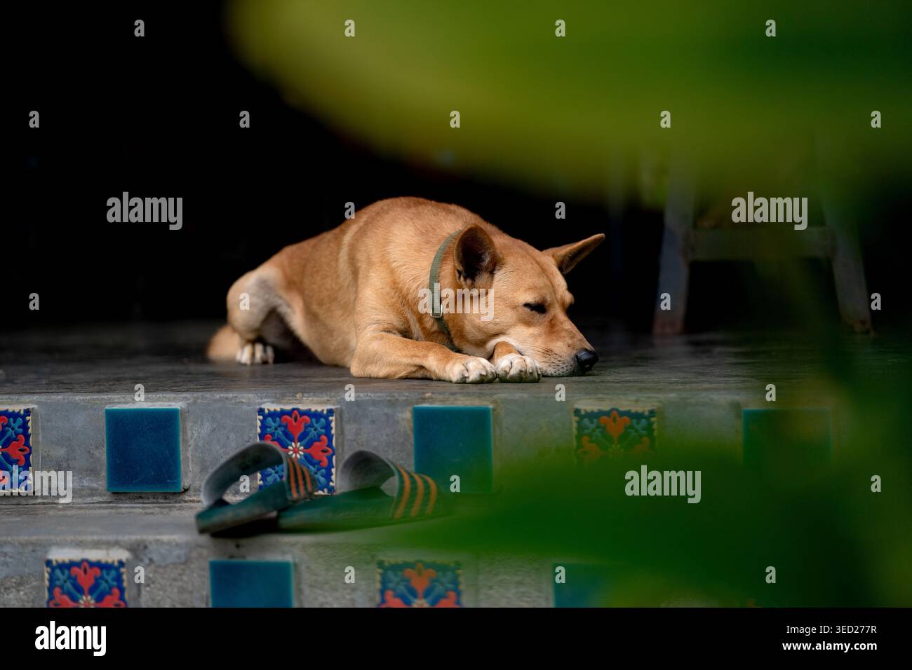 Un tranquillo ritratto di un cane domestico color marrone scuro che riposa su un portico di pietra. Il cane è seduto con gli occhi chiusi, sembra calmo e assonnato. Il ba Foto Stock