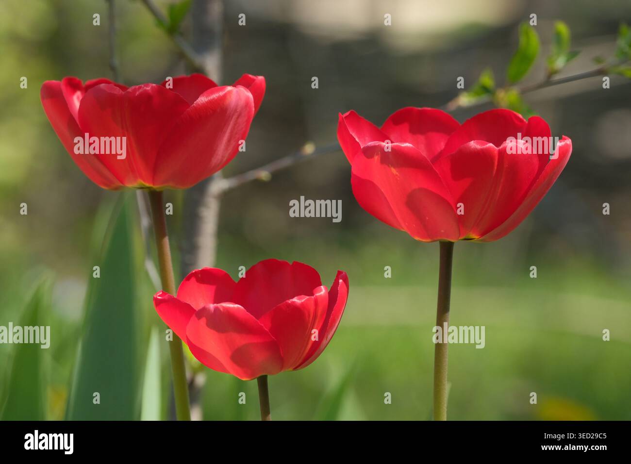 I tulipani rossi luminosi si ergono alti sotto il caldo sole, circondati da una vegetazione vibrante. Foto Stock