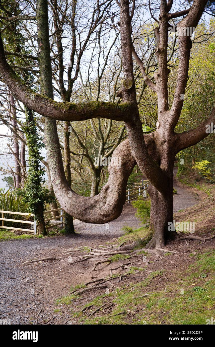 Albero dalla forma insolita su un sentiero a Portmeirion, nel Galles del Nord Foto Stock