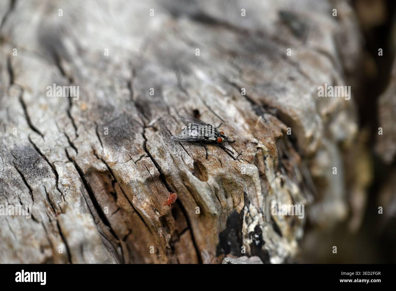 Mosca Sarcophaga e acaro di velluto rosso seduti su legno marcificante. Sarcophaga carnaria e Trombidium holosericeum poggiati su un ceppo d'albero. Foto Stock