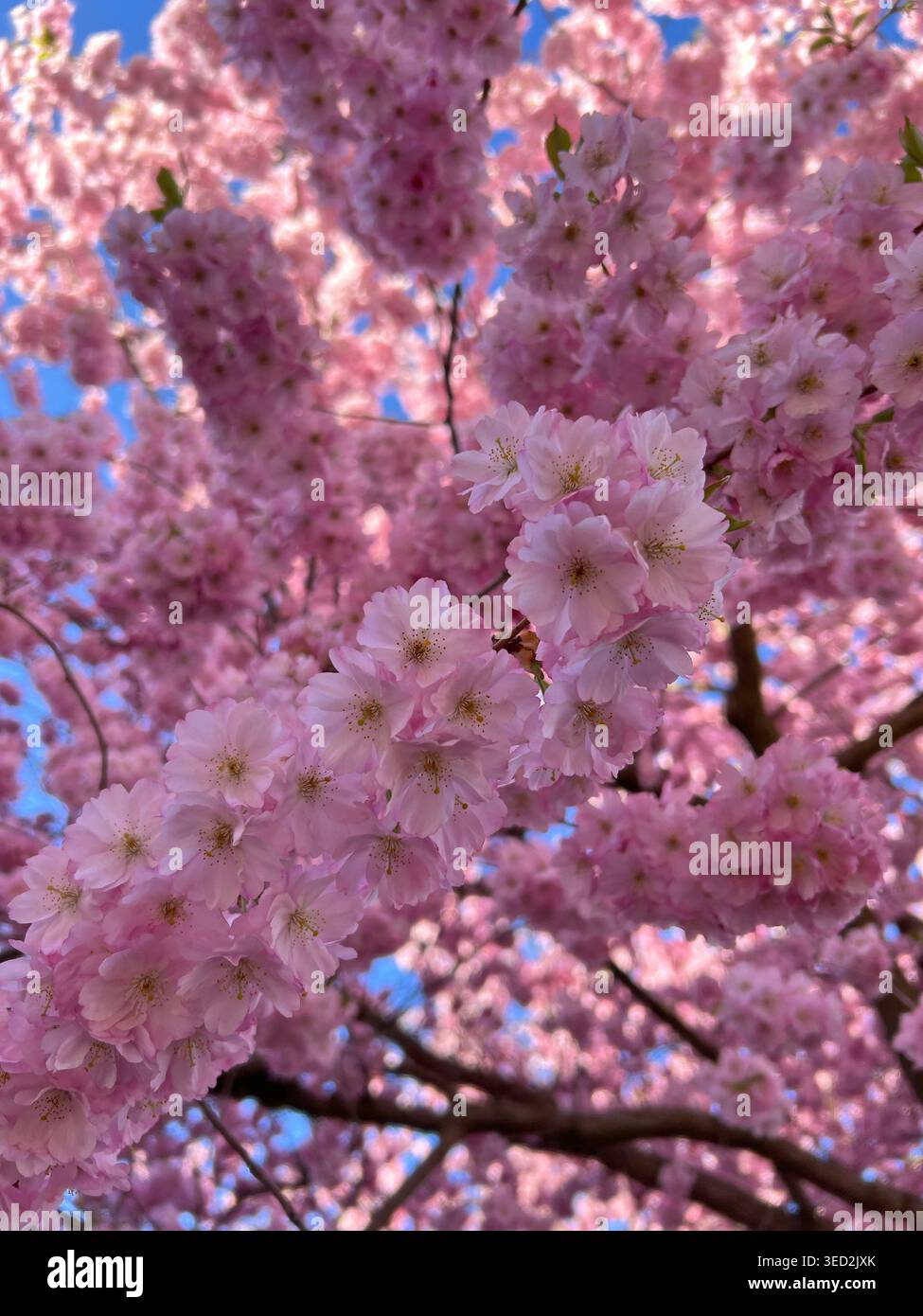 Fiori di ciliegio rosa su rami ornamentali fioriti. Sakura all'inizio della primavera. Foto Stock