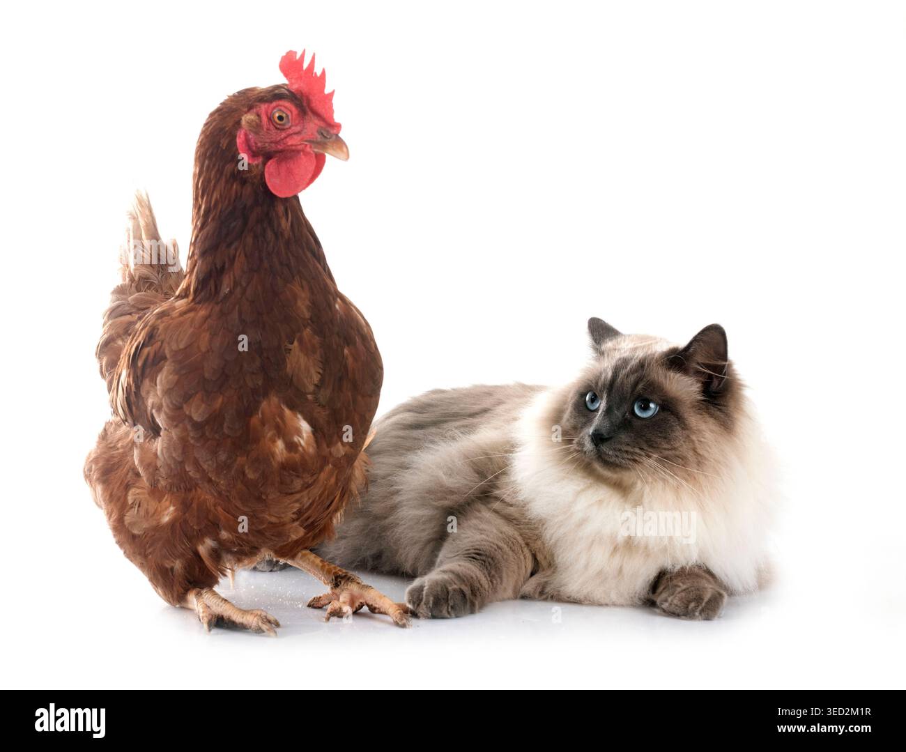 gatto siberiano e pollo davanti a sfondo bianco Foto Stock