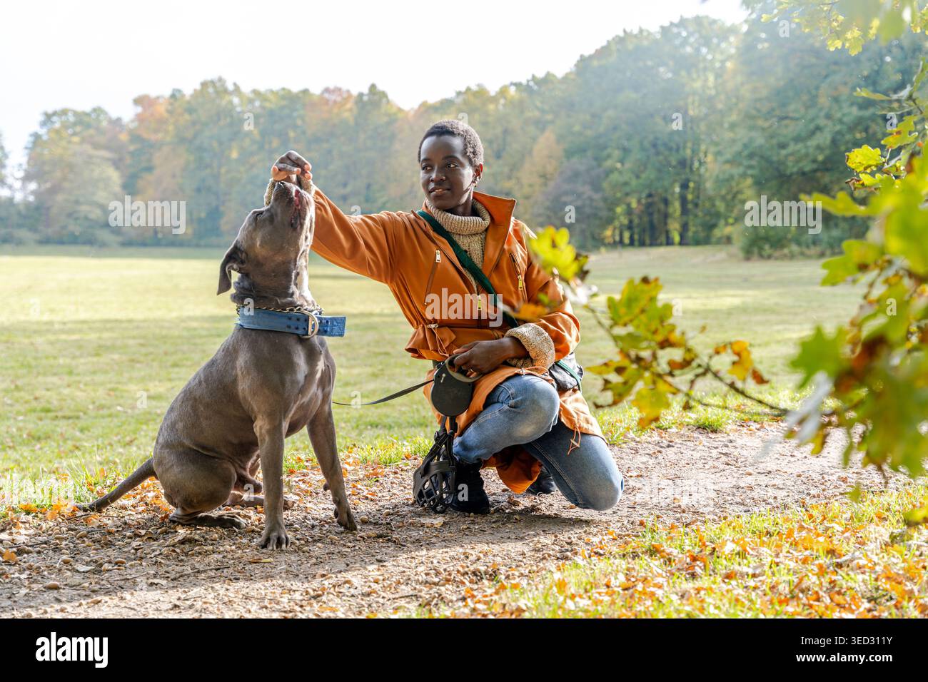 Donna nera che dà da mangiare al suo cane di grandi dimensioni sul campo autunnale durante una sessione di allenamento all'aperto Foto Stock