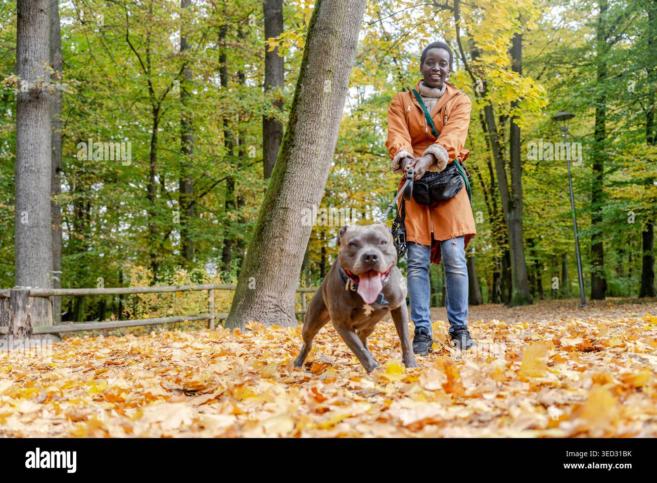 Donna sportiva africana che cammina con il toro attivo al guinzaglio nella foresta autunnale Foto Stock