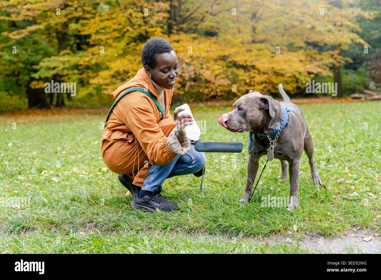 Una donna sorridente dalla pelle scura in giacca arancione offre acqua al grande cane grigio nel parco autunnale Foto Stock