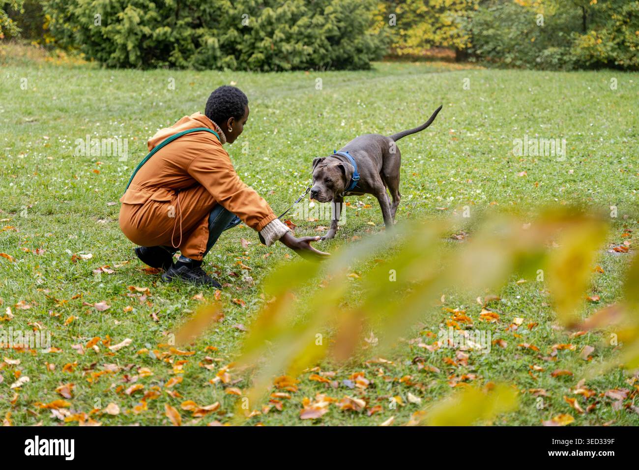 Donna dalla pelle scura accovacciata per guidare un cane grigio forte durante la passeggiata autunnale Foto Stock