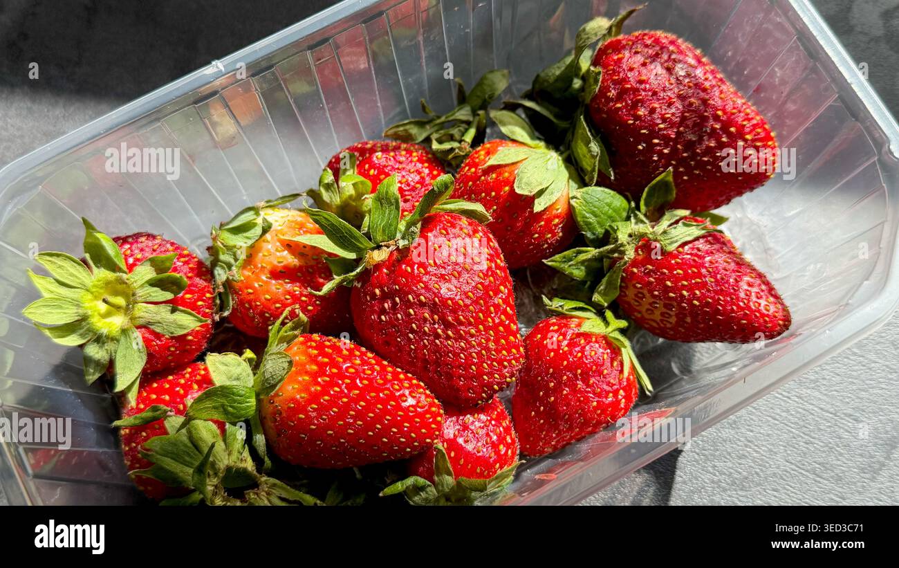 Fragole rosse fresche con foglie verdi disposte in un contenitore di plastica trasparente su una superficie scura illuminata dalla luce naturale del sole Foto Stock