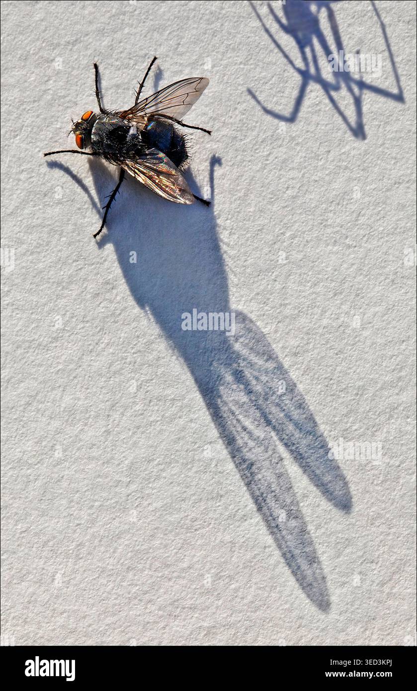 Una mosca si congela al sole mentre l'ombra di un ragno si chiude dentro, trasformando una superficie tranquilla in un ritratto teso di pericolo silenzioso istintivo. Foto Stock