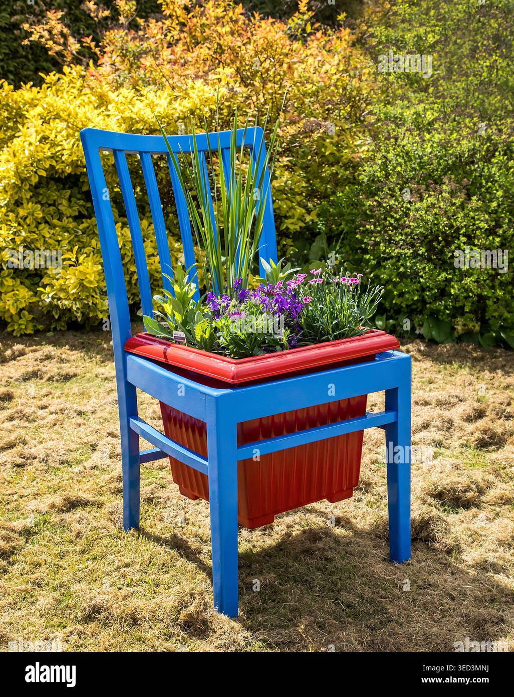 Sedia da giardino blu brillante riproposta come una bizzarra piantatrice, culla una vasca rossa piena di vibranti fiori estivi in un caldo e soleggiato giardino inglese. Foto Stock