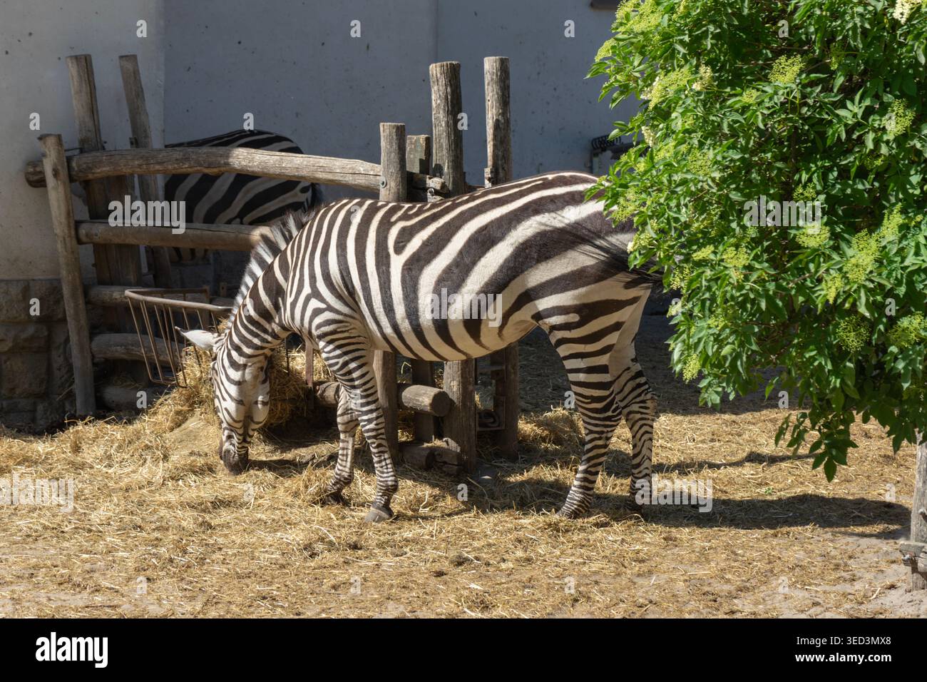 Le zebre delle pianure (Equus quagga) si nutrono in un recinto dello zoo di Budapest, in Ungheria, uno dei più antichi giardini zoologici d'Europa. Foto Stock