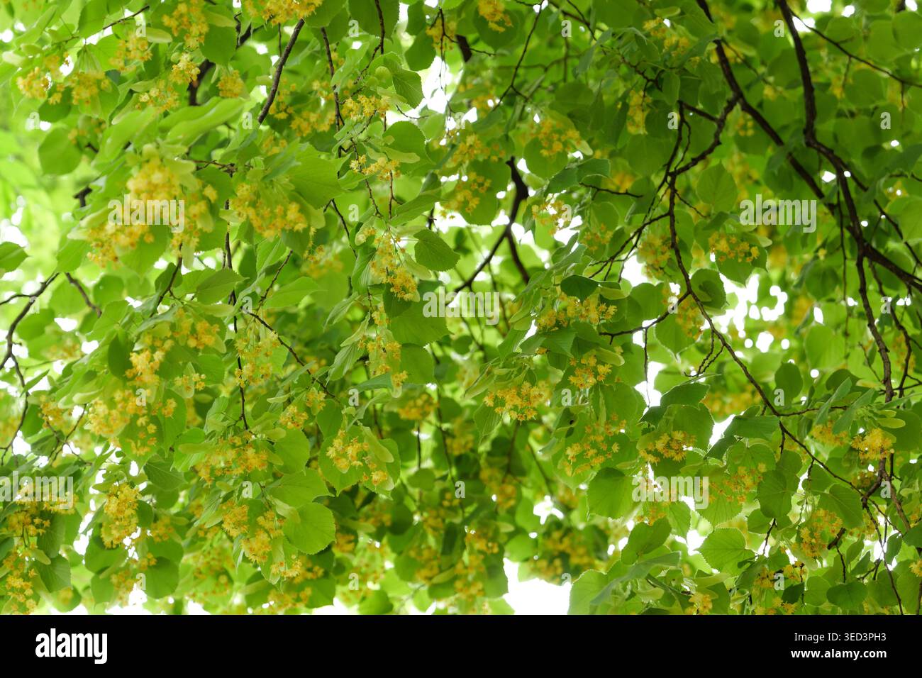 Sfondo full frame dell'albero di tiglio in fiore (Tilia). Numerosi fiori gialli e foglie verdi fresche sotto una luce naturale brillante. Perfetto per la primavera Foto Stock