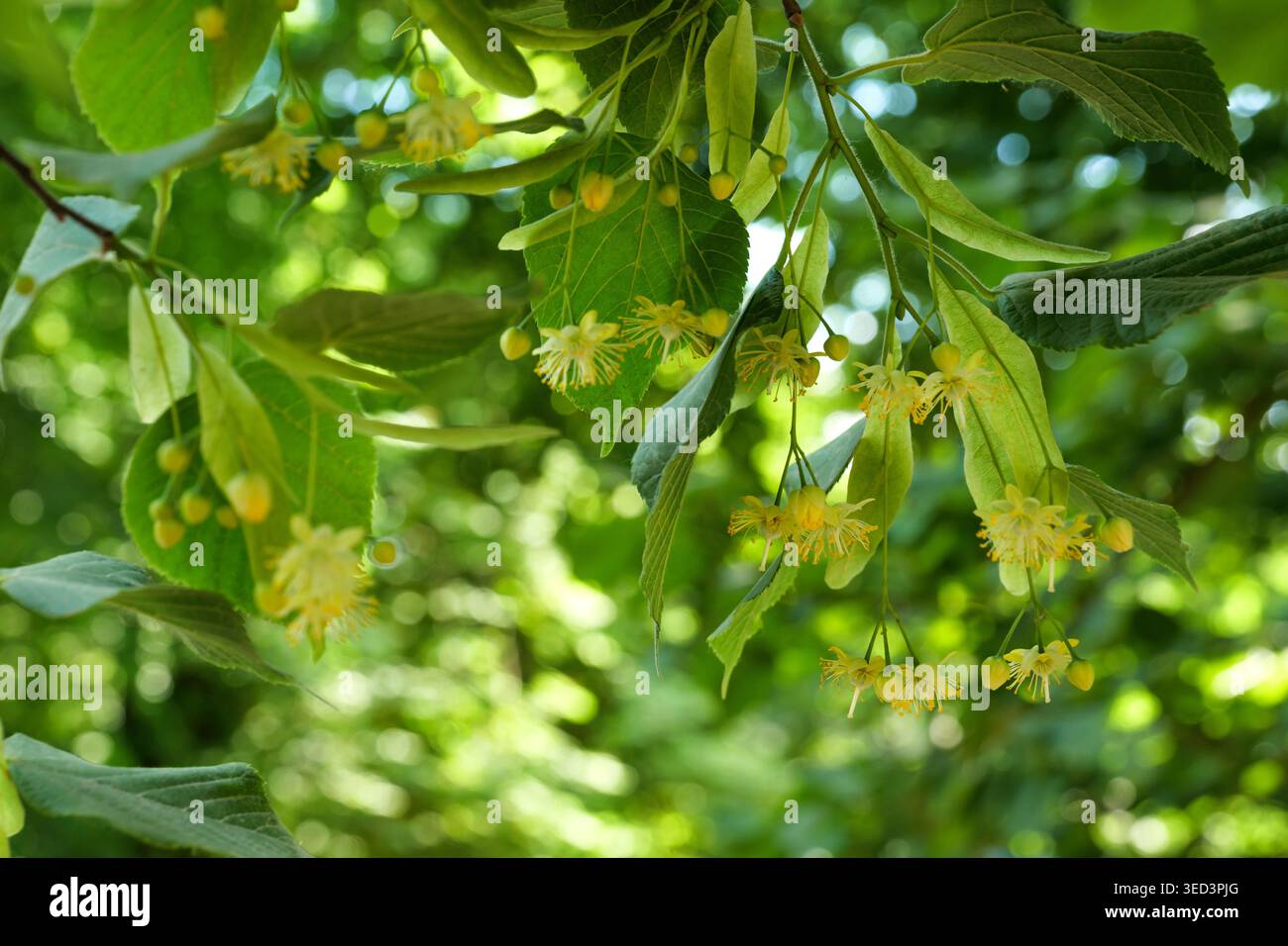 Primo piano di fiori di tiglio giallo (Tilia) appesi ai rami in una foresta estiva illuminata dal sole. Sfondo bokeh naturale. Ideale per prodotti biologici a base di miele Foto Stock