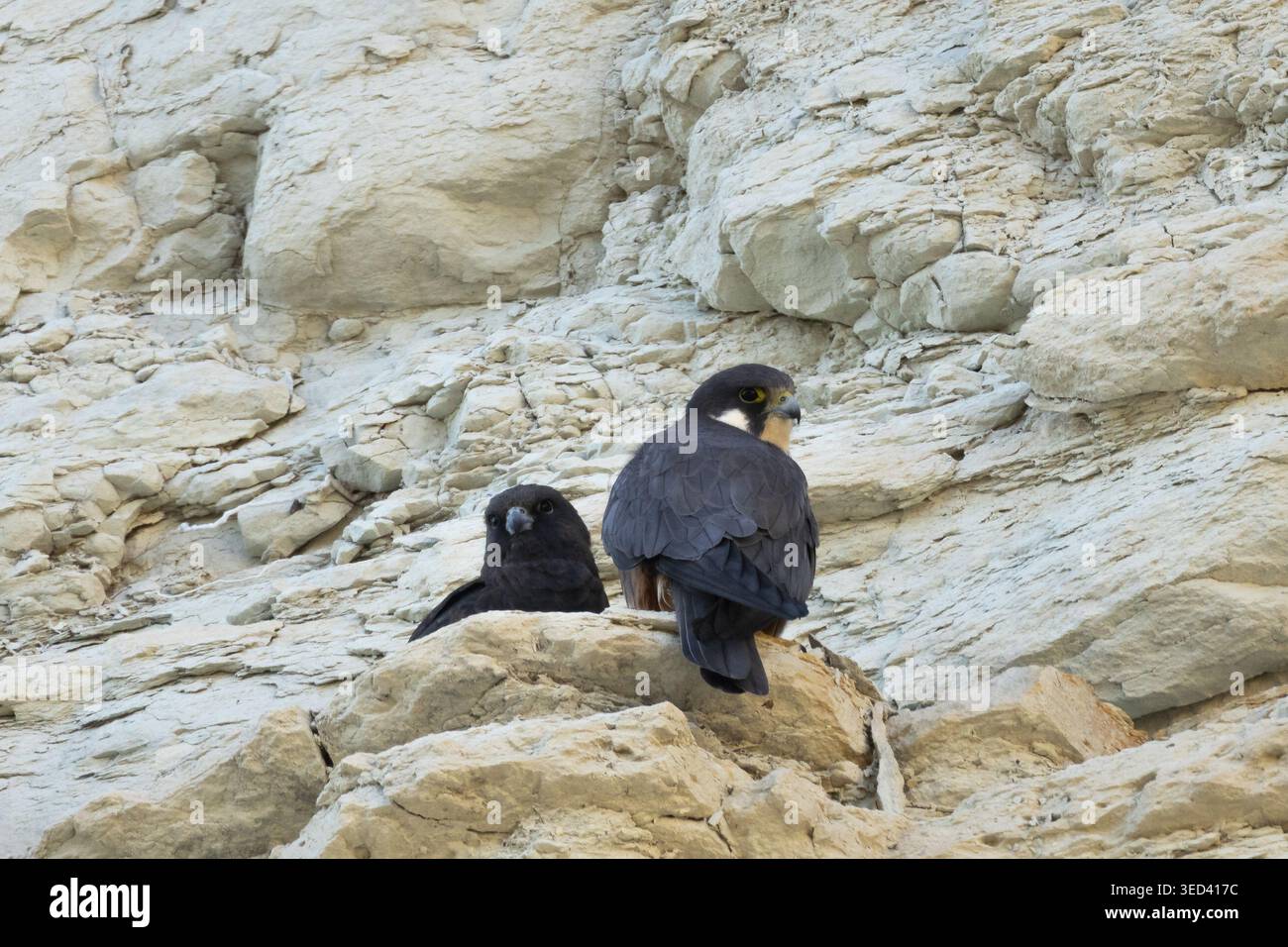 Due falchi di Eleonora (Falco eleonorae), mostranti morfi sia chiari che scuri, arroccati sulle scogliere di Episkopi durante il loro ritorno a Cipro in primavera. Foto Stock