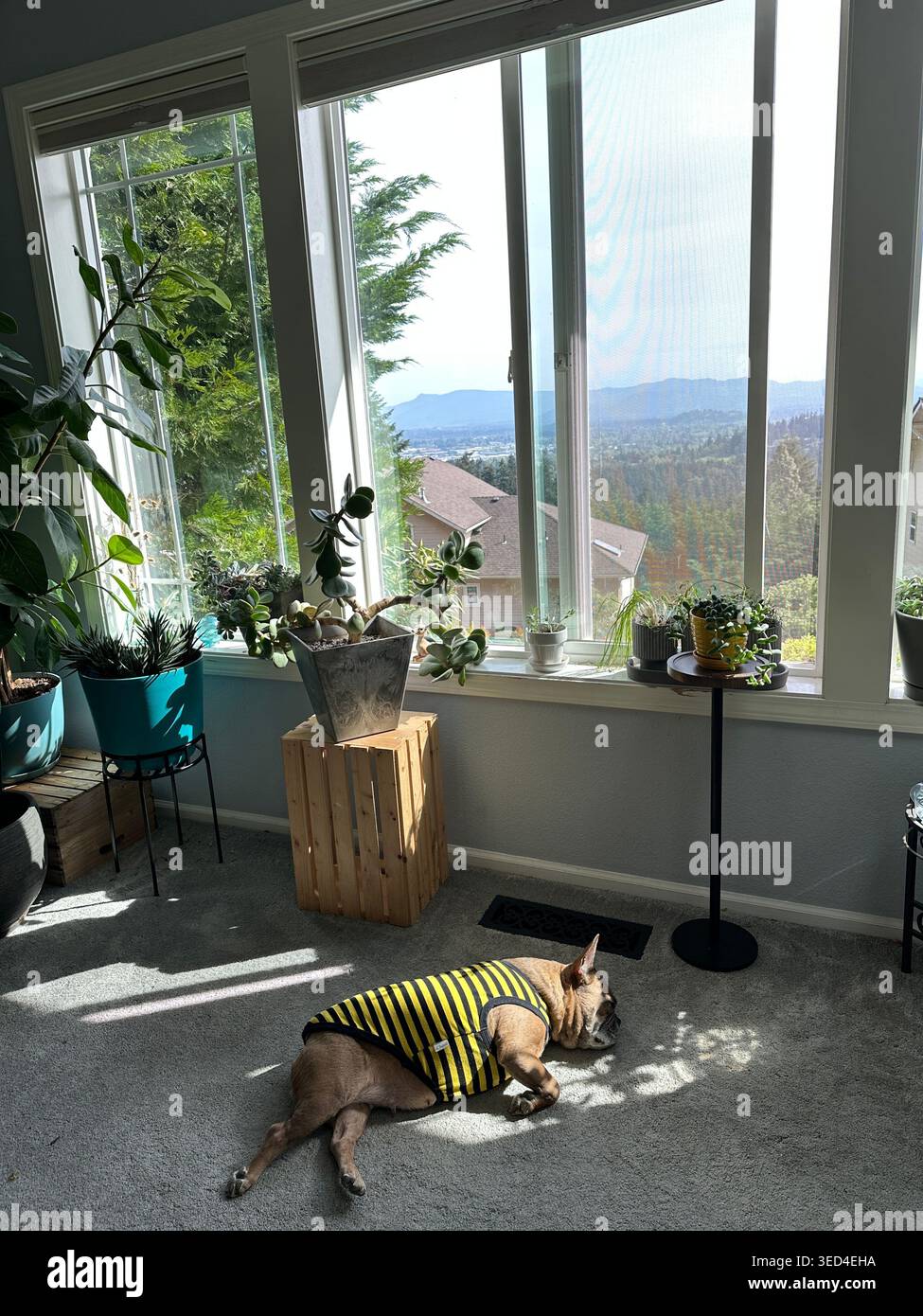 Bulldog francese con una camicia di bomble bee, addormentato al sole sul pavimento di un soggiorno in una casa moderna. Foto Stock