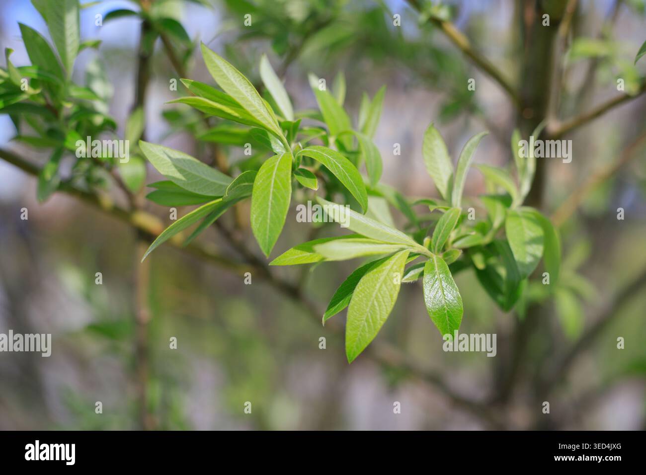 Foglie verdi fresche su un ramo di salice all'inizio della primavera. Fogliame giovane e illuminato dal sole su sfondo naturale sfocato. Concetto di risveglio della natura, gro stagionale Foto Stock
