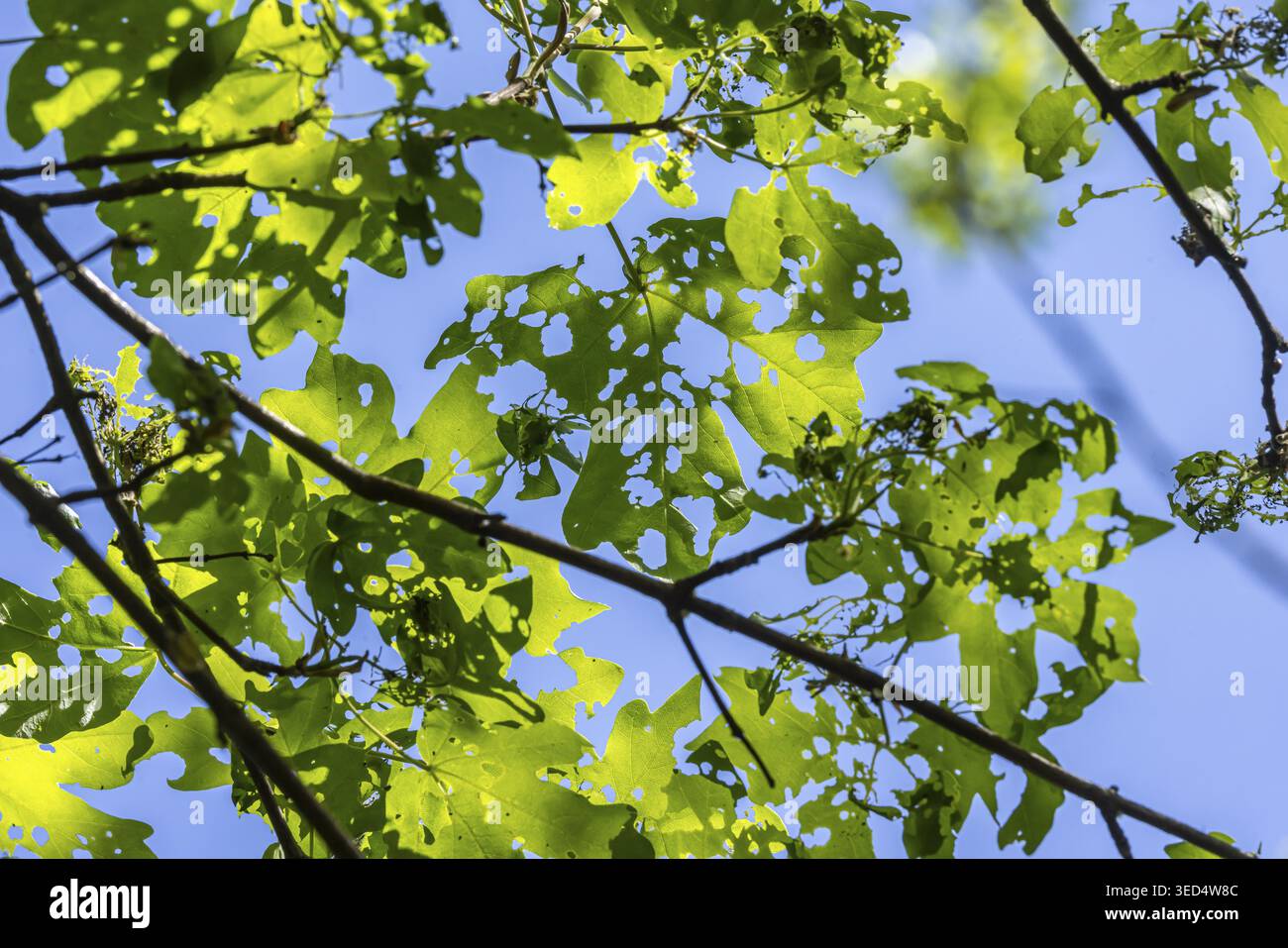 Danni da insetti a un impianto. Le foglie di interi alberi e arbusti sono state mangiate via dai bruchi. Ecco una foglia d'acero. Remseck am Neckar, Baden-W. Foto Stock