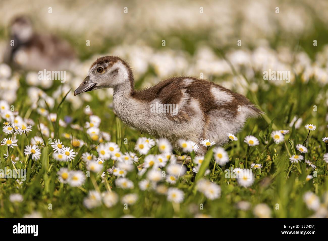 Appena schiusa: Pulcino dell'oca del Nilo (Alopochen aegyptiaca). Rosensteinpark Stuttgart in primavera. La specie invasiva pone problemi a livello locale Foto Stock