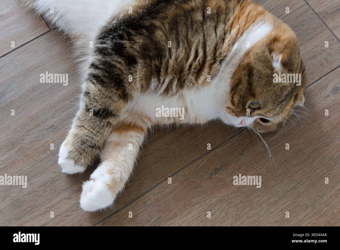 primo piano tabby multicolore scozzese fold years cat Foto Stock