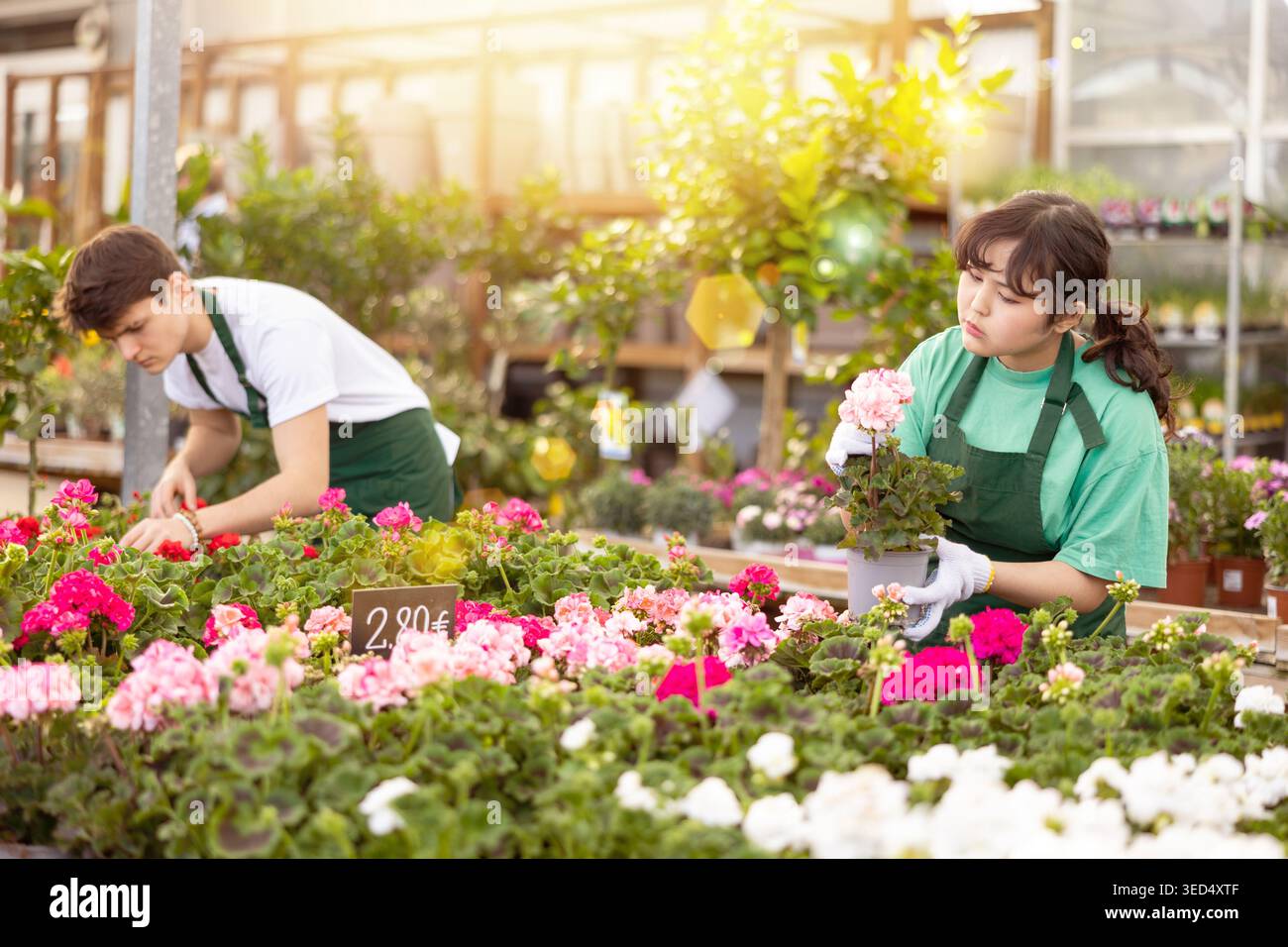 il lavoratore del supermercato dei fiori esamina lo scaffale di pelargonium per rilevare le piante problematiche Foto Stock